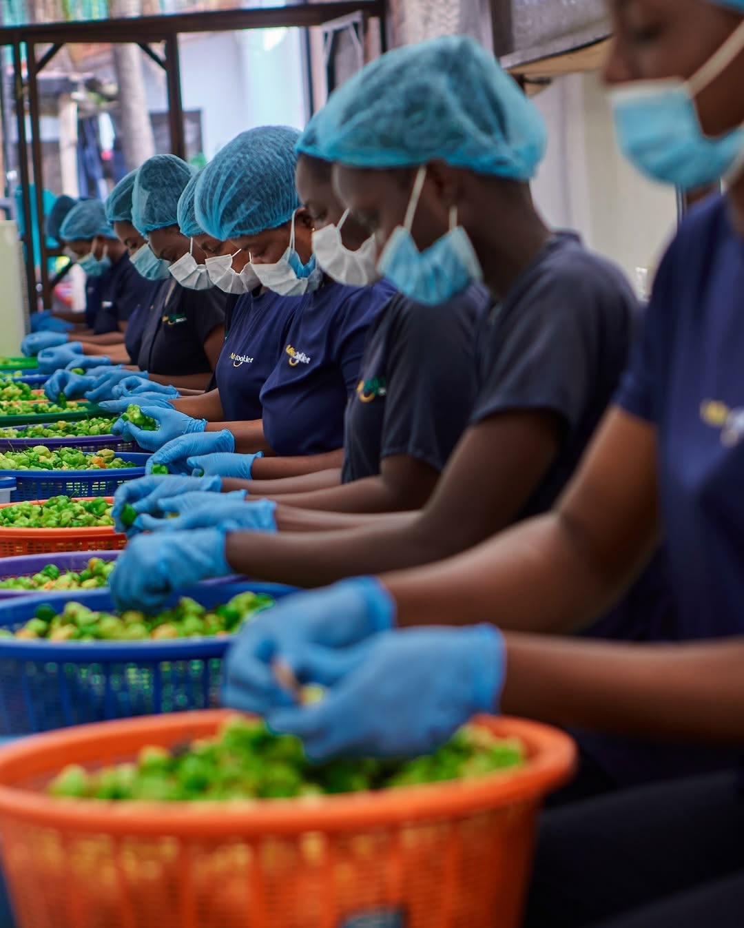 A line of women in hairnets, masks and gloves sorting fresh green peppers into baskets in the Miss Cookie production hall